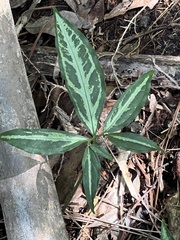 Syngonium angustatum