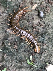 Scolopendra hermosa