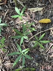 Syngonium angustatum