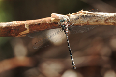 Austroaeschna pinheyi