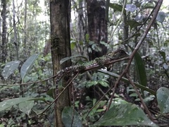 Enyalioides laticeps