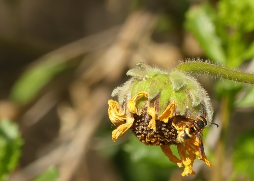 iNaturalist observation photo of Euodynerus hidalgo viereckii