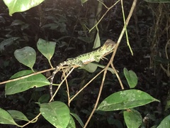 Enyalioides laticeps