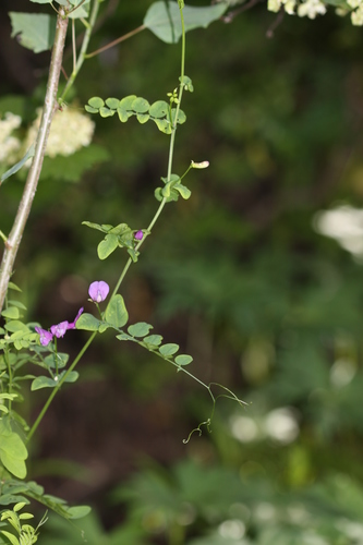 American vetch