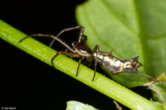 Micrathena nigrichelis