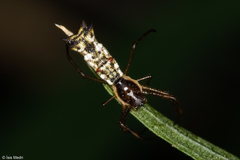 Micrathena nigrichelis