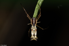 Micrathena nigrichelis