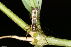 Micrathena nigrichelis