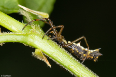 Micrathena nigrichelis