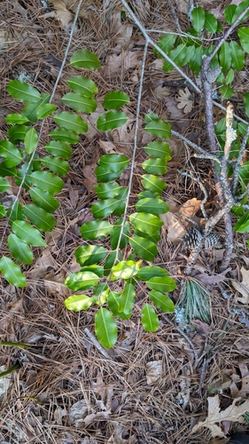 Ilex pedunculosa iNat (1)