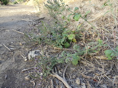 Verbena lasiostachys