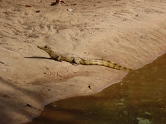 Caiman crocodilus