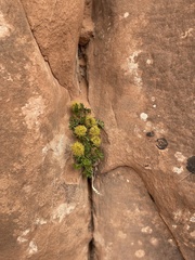 Lomatium latilobum