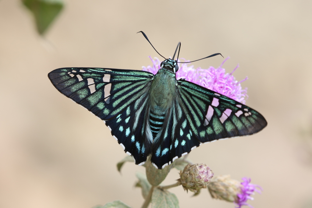 Phocides