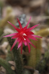 Disocactus