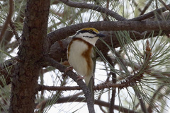 Vireolanius melitophrys