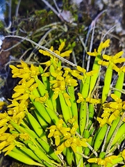 Acianthera sonderiana