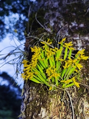 Acianthera sonderiana