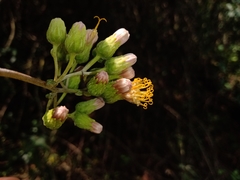 Sinclairia sericolepis