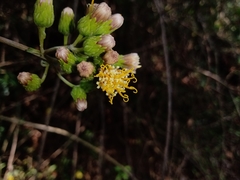 Sinclairia sericolepis