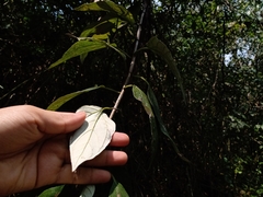 Sinclairia sericolepis