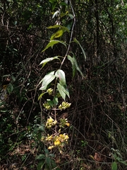 Sinclairia sericolepis