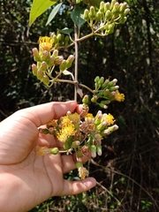 Sinclairia sericolepis