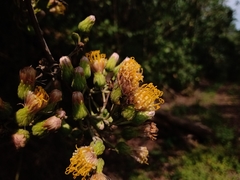 Sinclairia sericolepis