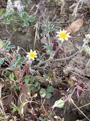 Microseris douglasii