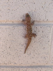 Hemidactylus turcicus