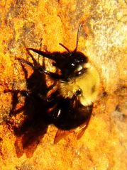 Anthophora abrupta