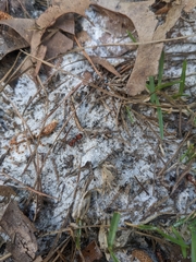 Pseudomethoca simillima