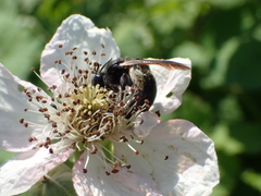 Andrena pilipes