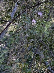 Lathyrus jepsonii