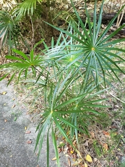 Coccothrinax alta