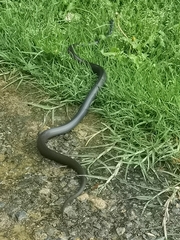 Clelia equatoriana