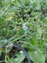 Clelia equatoriana