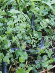Clelia equatoriana