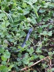 Clelia equatoriana