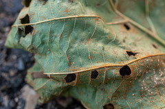 Melampsoridium hiratsukanum