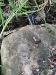 Clelia equatoriana
