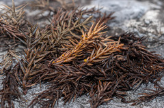 Chloroscypha alutipes