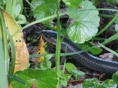 Clelia equatoriana