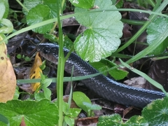 Clelia equatoriana