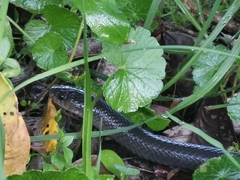 Clelia equatoriana