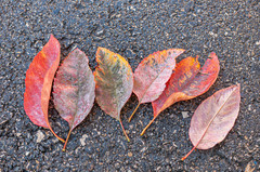 Podosphaera amelanchieris