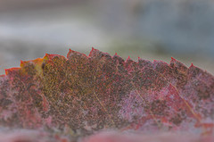 Podosphaera amelanchieris