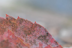 Podosphaera amelanchieris