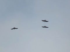 Milvus migrans migrans