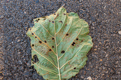 Melampsoridium hiratsukanum